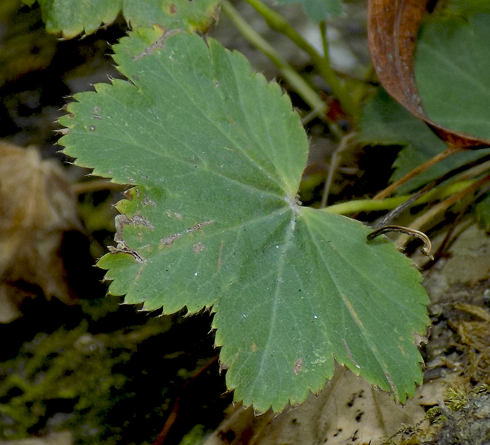 Image of Alchemilla dura specimen.