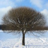 Salix fragilis var. sphaerica