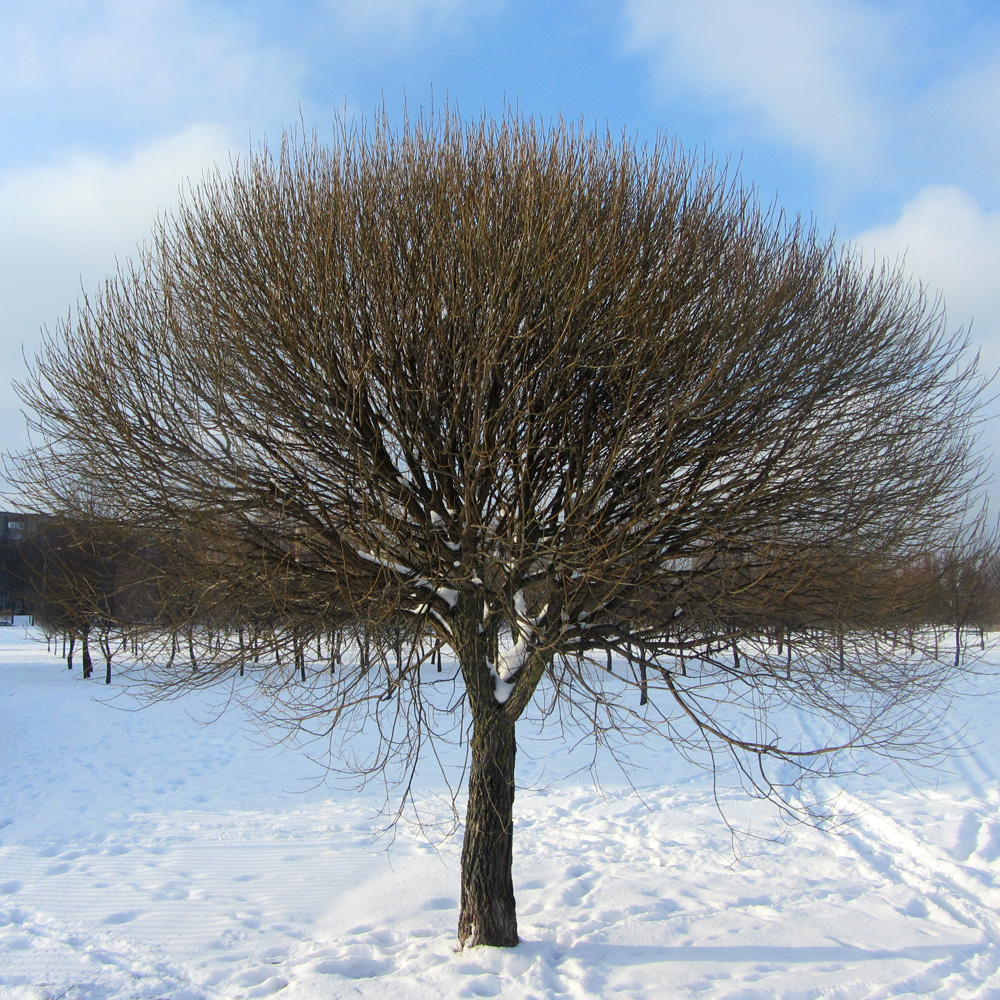 Изображение особи Salix fragilis var. sphaerica.