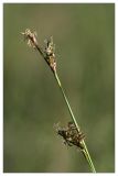 Carex pediformis. Соцветие. Республика Татарстан, Бавлинский р-н, г. Бавлы. 13.05.2010.