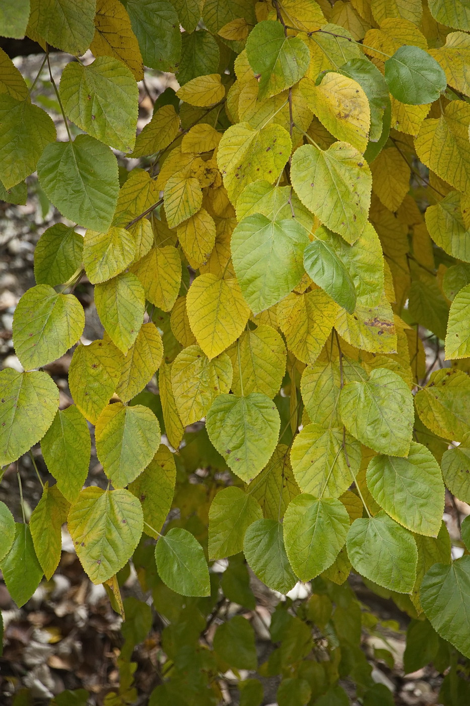 Изображение особи Morus alba.