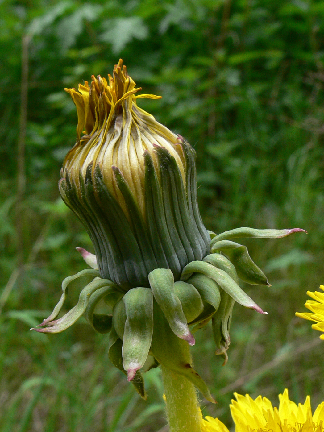 Изображение особи Taraxacum kjellmanii.