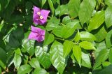 genus Bougainvillea. Верхушки цветущих побегов. Южный Китай, Гуанси-Чжуанский автономный р-н, окр. г. Яншо, берег реки. 12.10.2017.