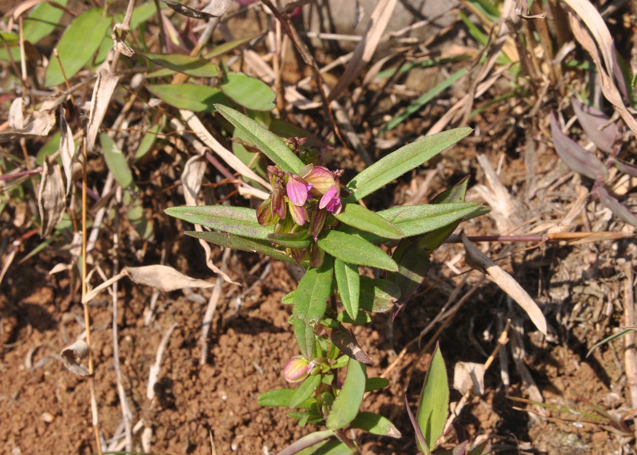 Изображение особи род Polygala.