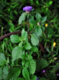 Centratherum punctatum. Верхушка цветущего растения. Малайзия, о-в Пенанг, г. Джорджтаун, в культуре. 07.05.2017.