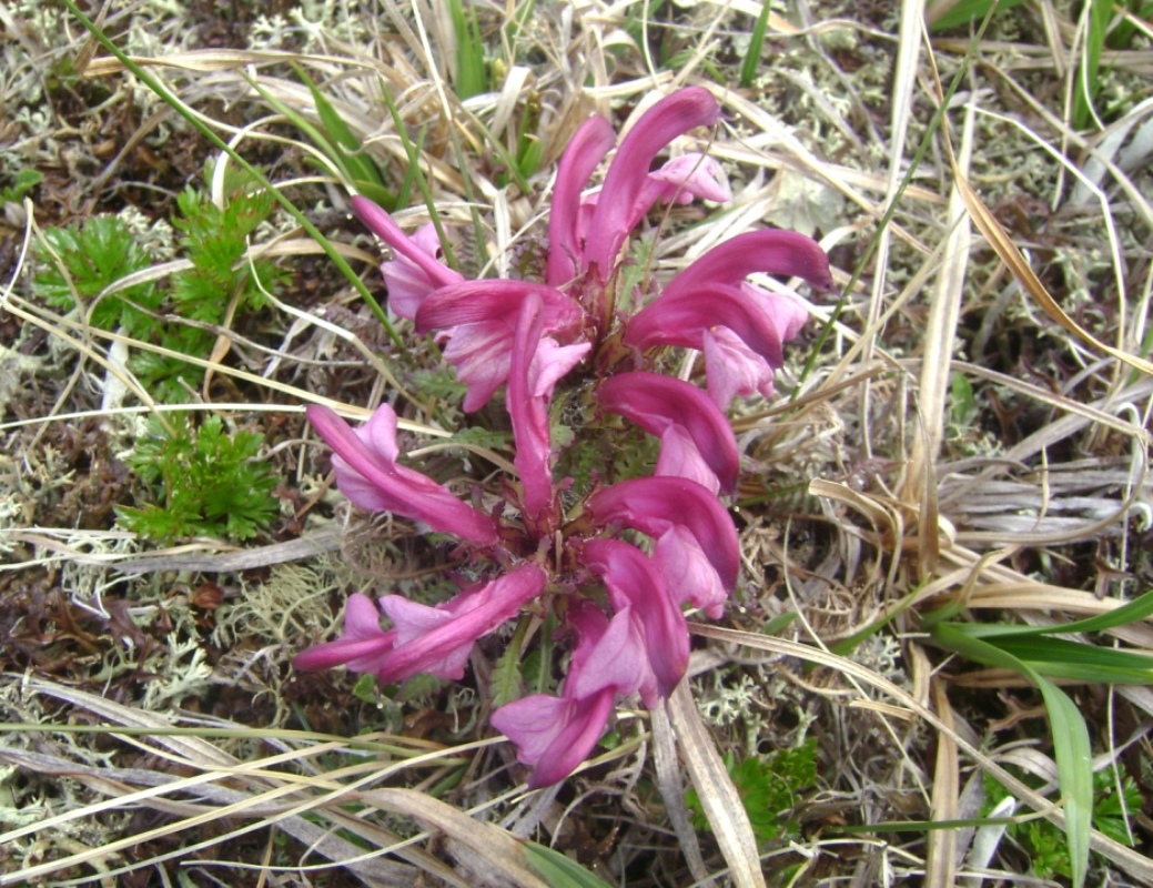 Image of Pedicularis ochotensis specimen.