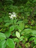 Allium ursinum