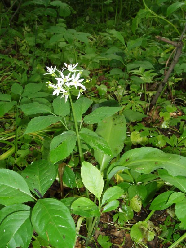 Image of Allium ursinum specimen.