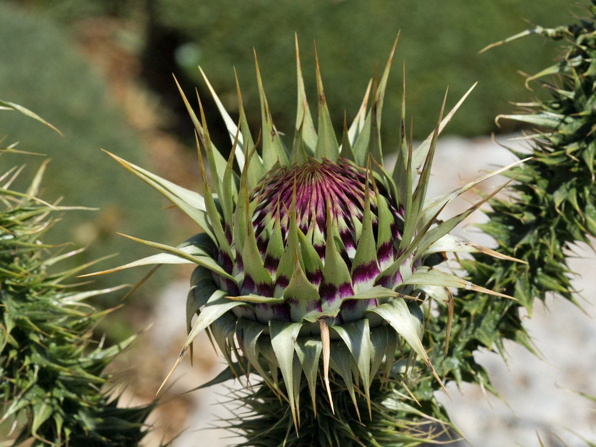 Image of Onopordum bracteatum ssp. creticum specimen.