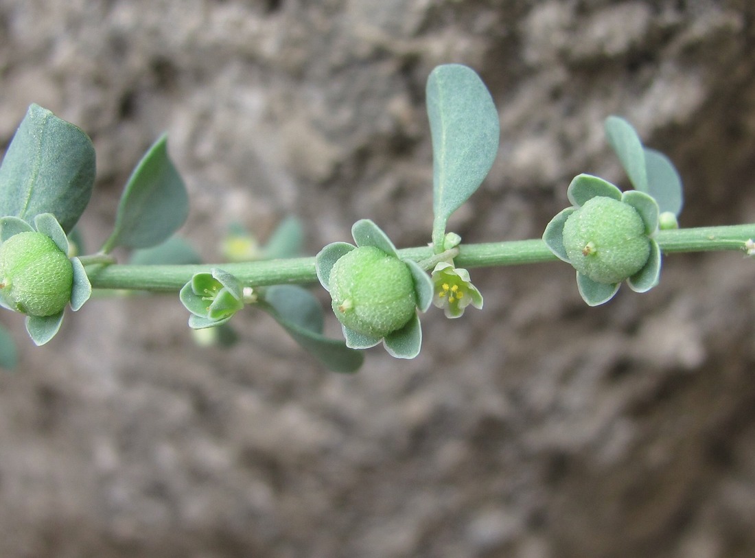 Изображение особи Andrachne rotundifolia.