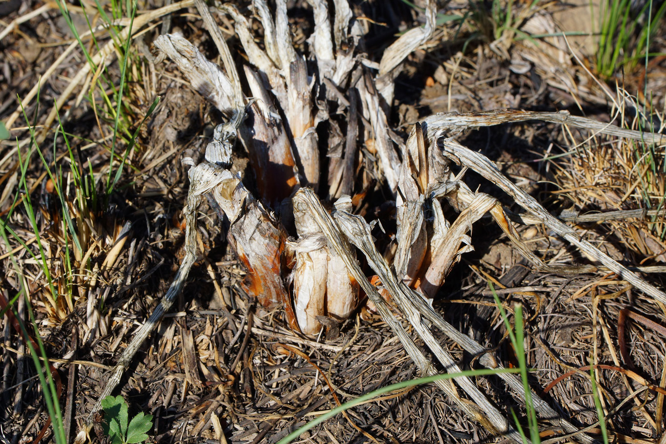 Image of Allium montanostepposum specimen.