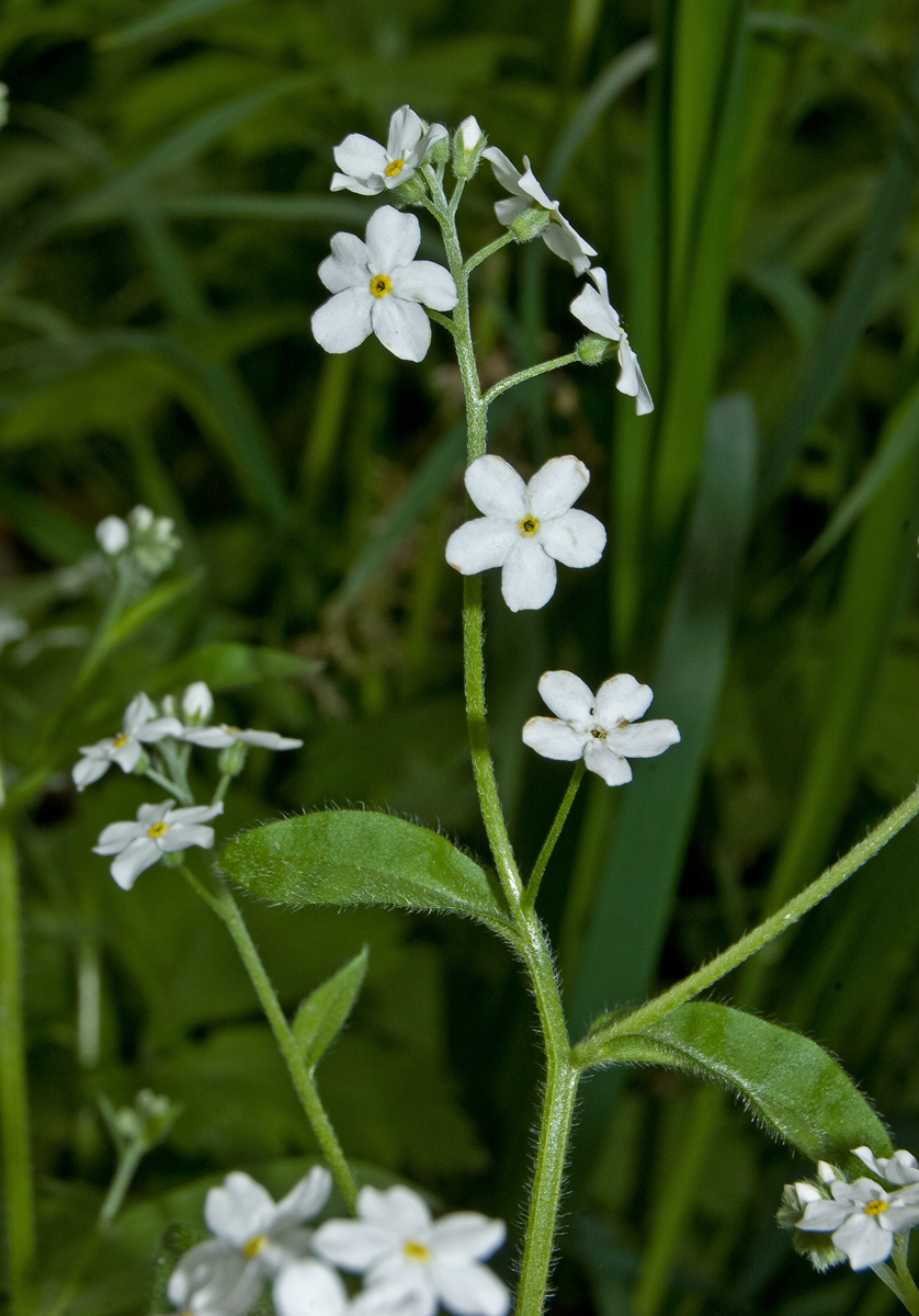 Image of Myosotis sylvatica specimen.