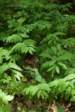 Polygonatum multiflorum