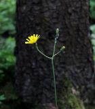 Hieracium sylvularum. Верхушка стебля с корзинками. Московская обл., Солнечногорский р-н, ельник, у тропы к Щепкину болоту, при основании ствола ели. 17.06.2018.