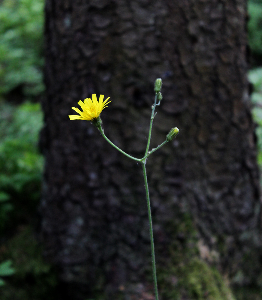 Image of Hieracium sylvularum specimen.