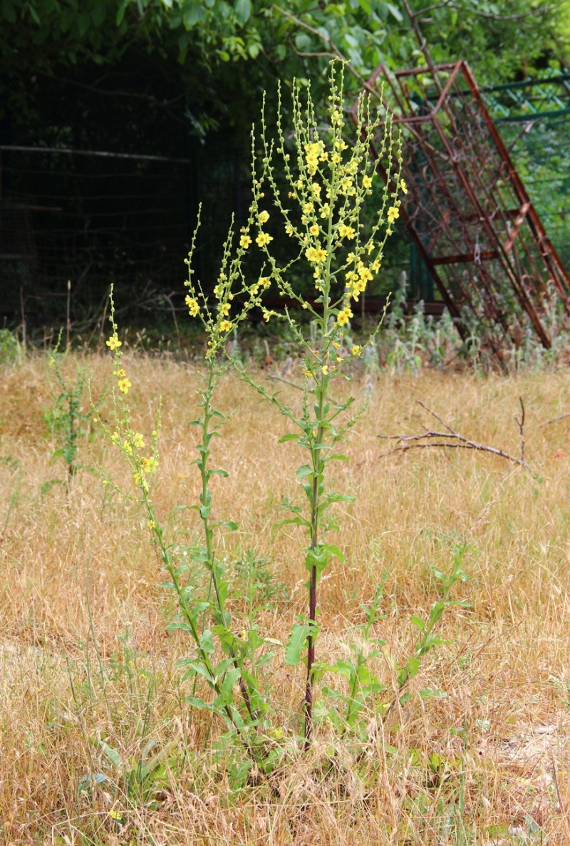 Изображение особи Verbascum sinuatum.