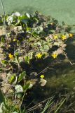 Caltha palustris. Покрытые водорослями и илом цветущие растения в воде у берега. Ленинградская обл., Гатчинский р-н, окр. пос. Пудость, р. Ижора. 26.05.2018.