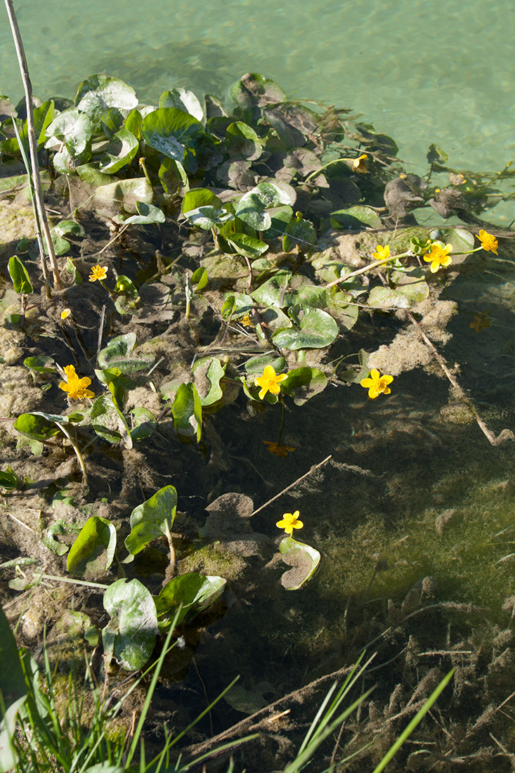 Изображение особи Caltha palustris.