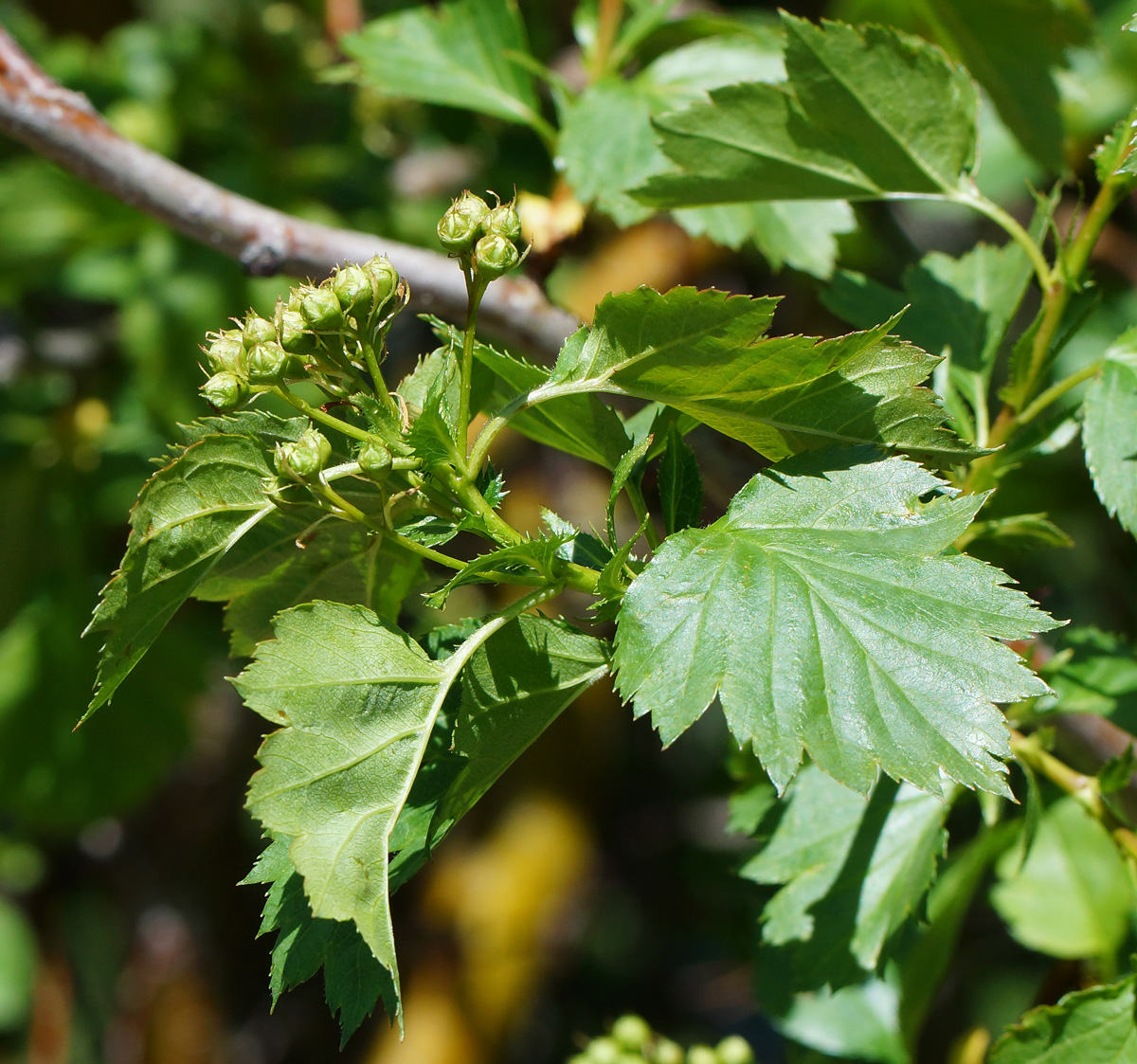 Изображение особи род Crataegus.