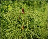 Equisetum sylvaticum