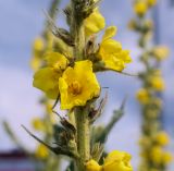 Verbascum phlomoides. Часть соцветия. Пермский край, г. Пермь, Свердловский р-н, разнотравный некошеный газон. 12.07.2018.