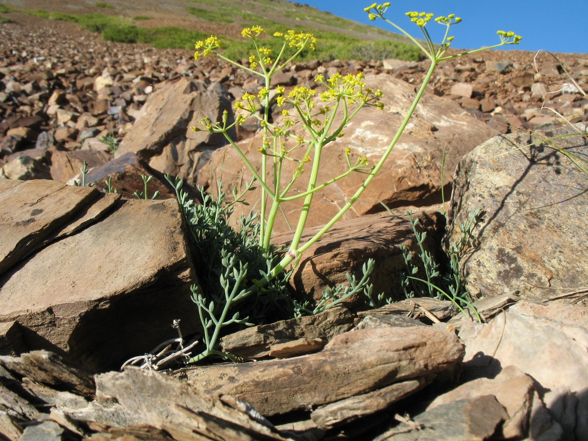 Image of Ferula transiliensis specimen.