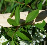 Spiraea media