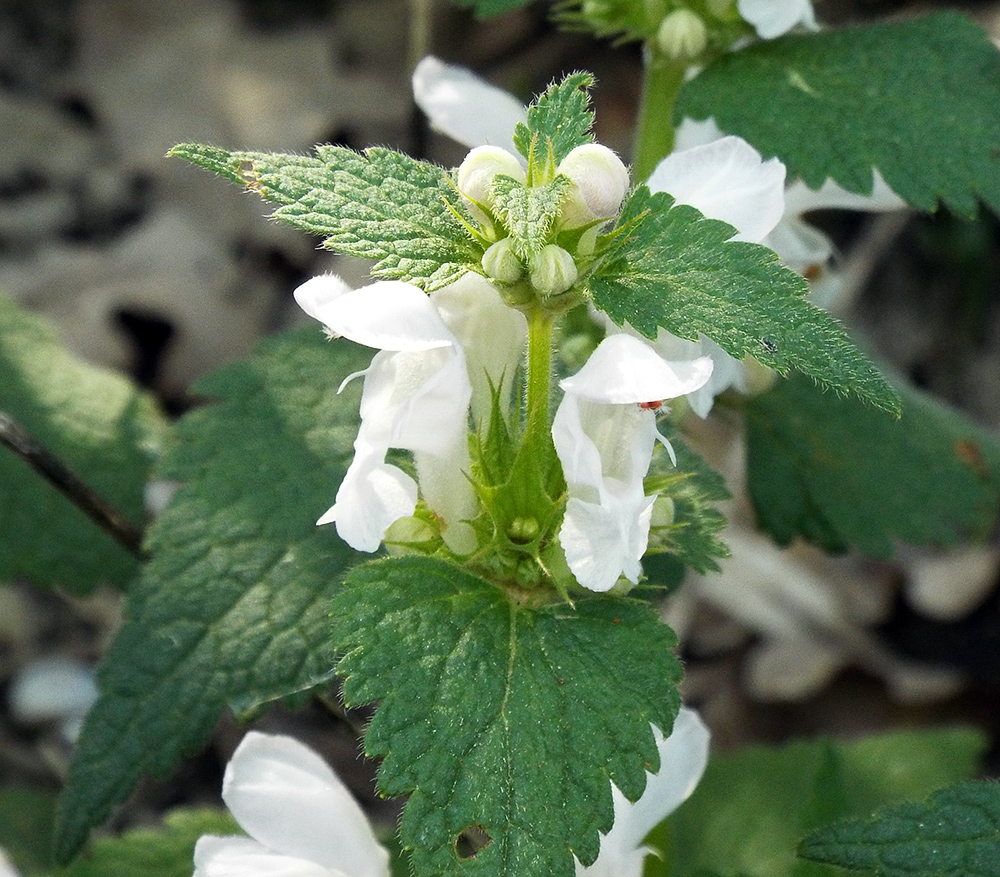 Image of Lamium maculatum specimen.