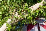 Ficus obliqua. Часть ствола и ветви с соплодиями. Израиль, восточный брег оз. Кинерет, оборудованный пляж, в культуре. 23.08.2018.