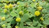 Medicago lupulina. Соцветия и листья. Южный Берег Крыма, Ялта, ущелье Уч-Кош. 06.06.2010.