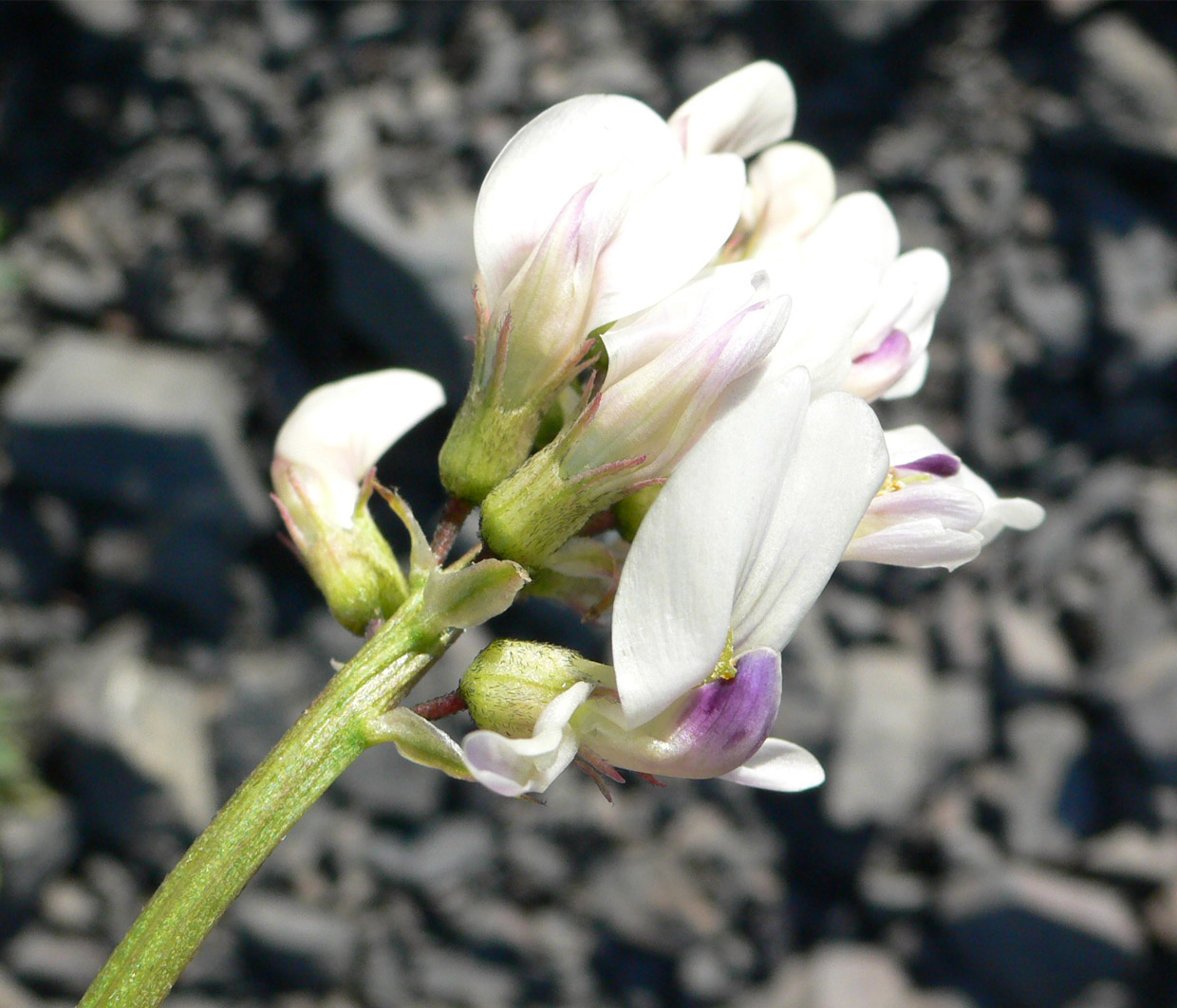 Изображение особи Astragalus tugarinovii.