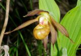 Cypripedium shanxiense