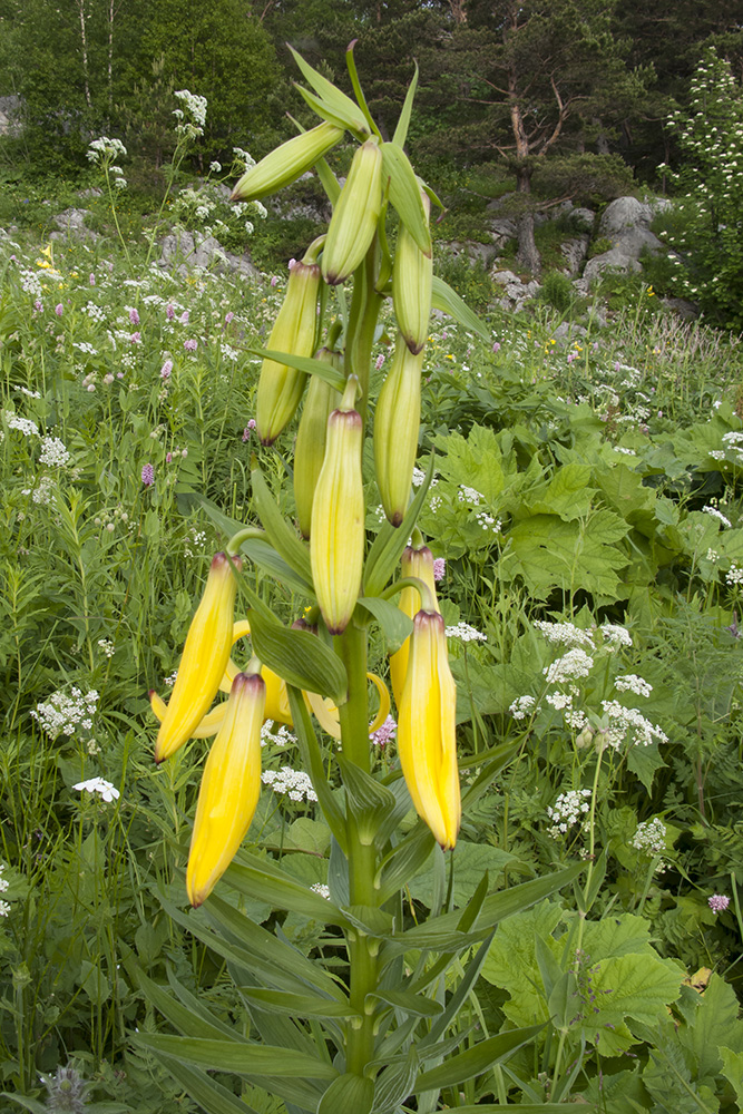 Image of Lilium monadelphum specimen.