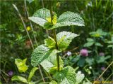 Mentha spicata. Средняя часть веточки. Украина, Ивано-Франковская обл., Болеховский горсовет, Поляницкий сельсовет, Поляницкий региональный ландшафтный парк, туркомплекс \"Скала\", поляна в буковом лесу. 23.17.2018.