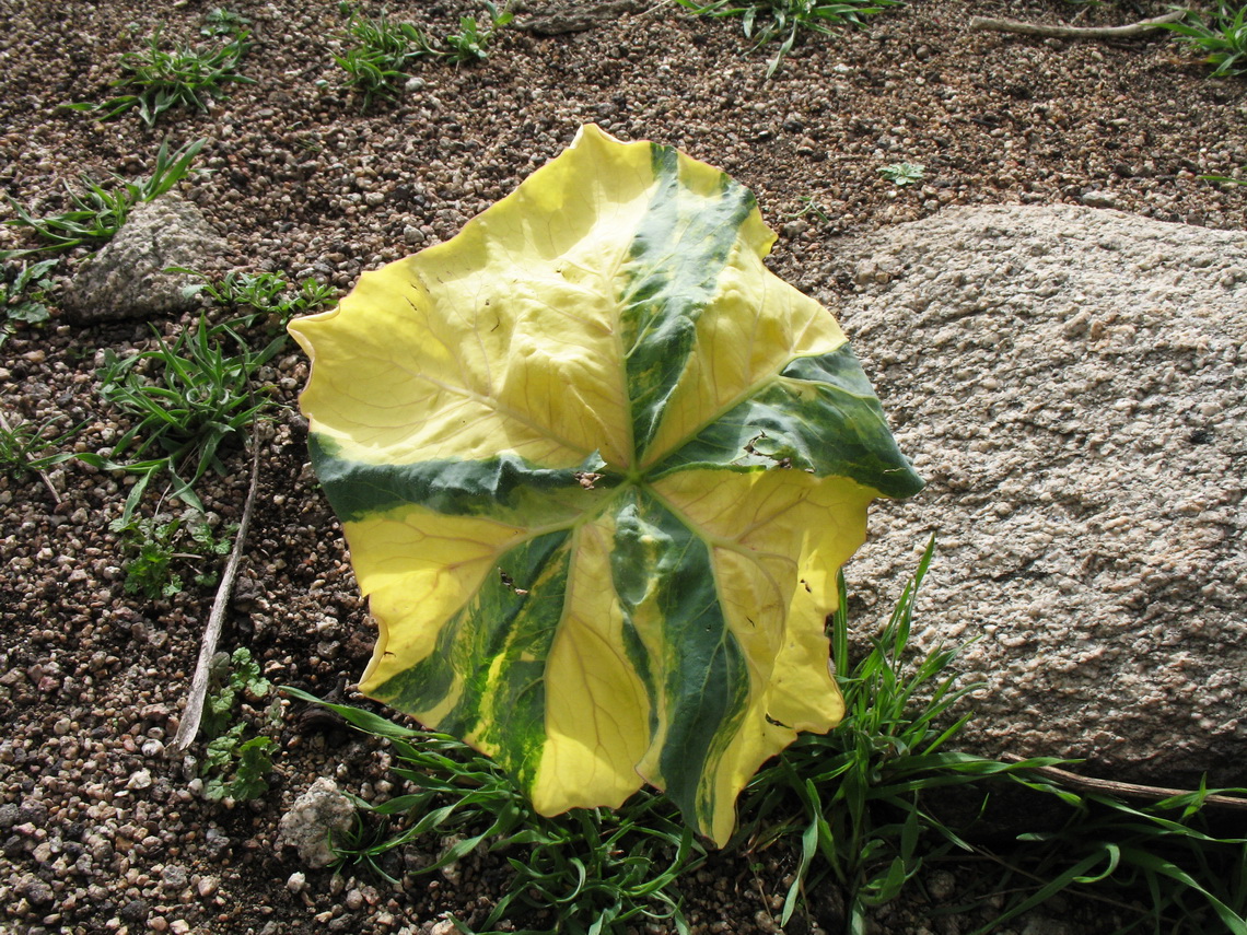 Image of Megacarpaea orbiculata specimen.