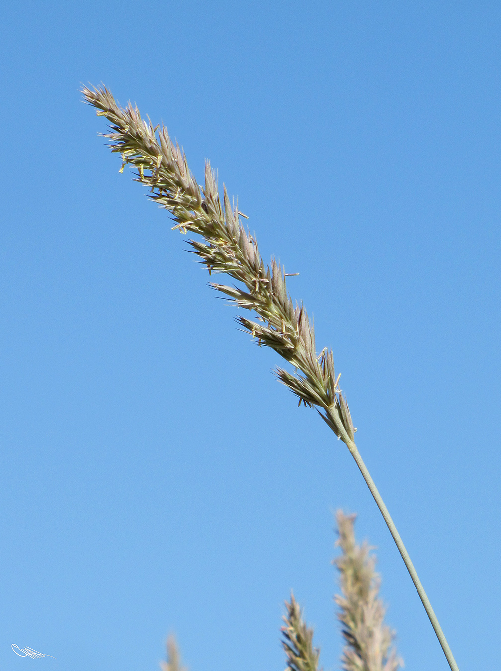 Image of Leymus pubescens specimen.