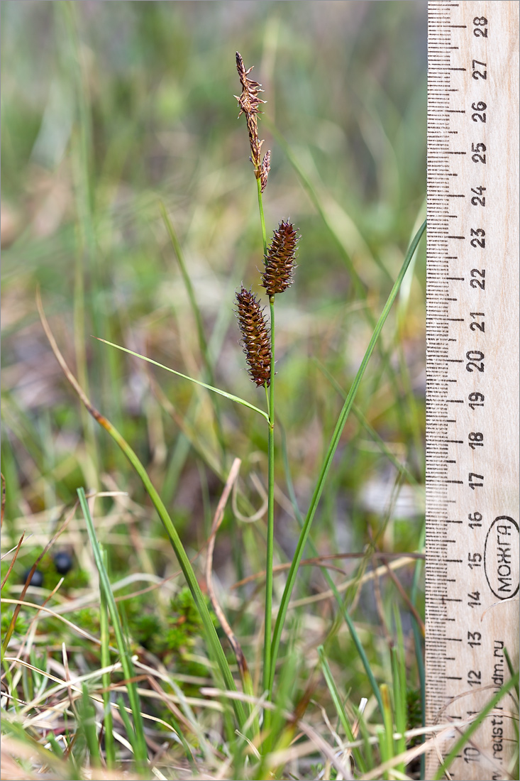 Image of Carex rotundata specimen.