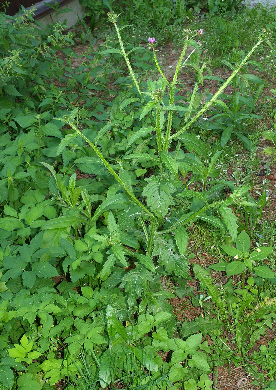 Изображение особи Carduus crispus.