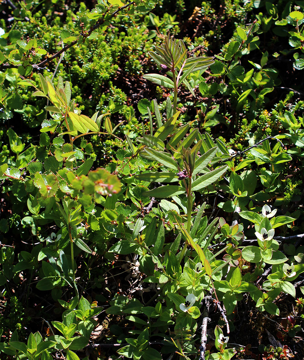 Image of Vicia sepium specimen.