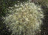 Hordeum jubatum