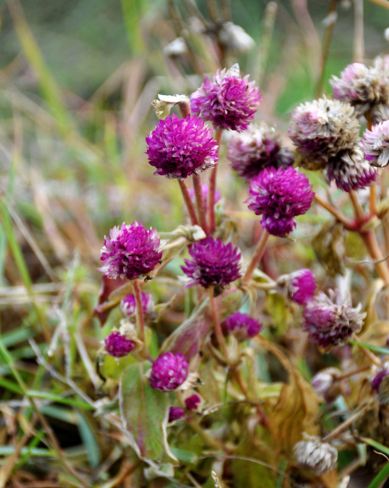 Image of Gomphrena globosa specimen.