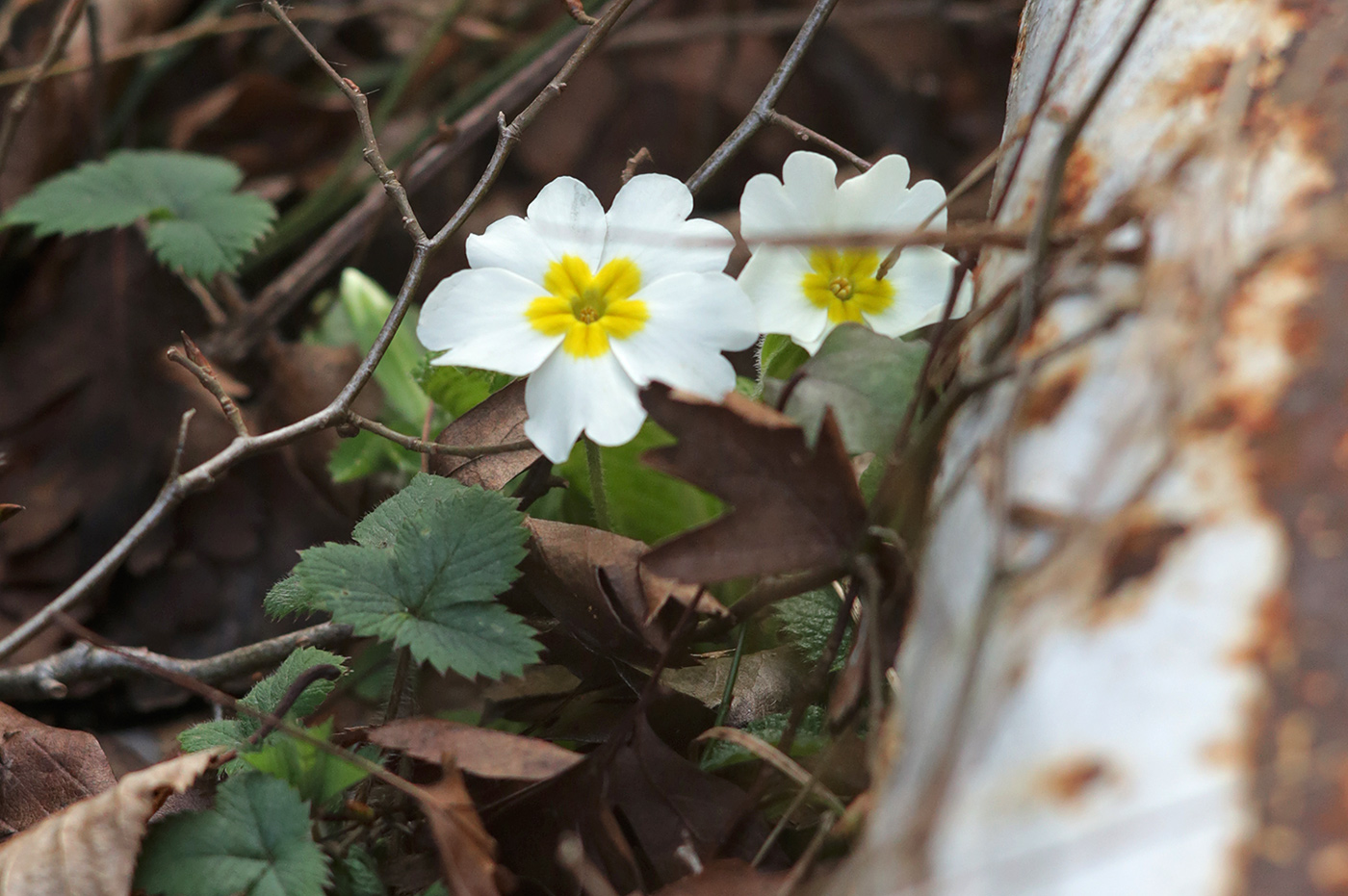 Image of Primula vulgaris specimen.