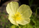 Papaver nudicaule ssp. gracile