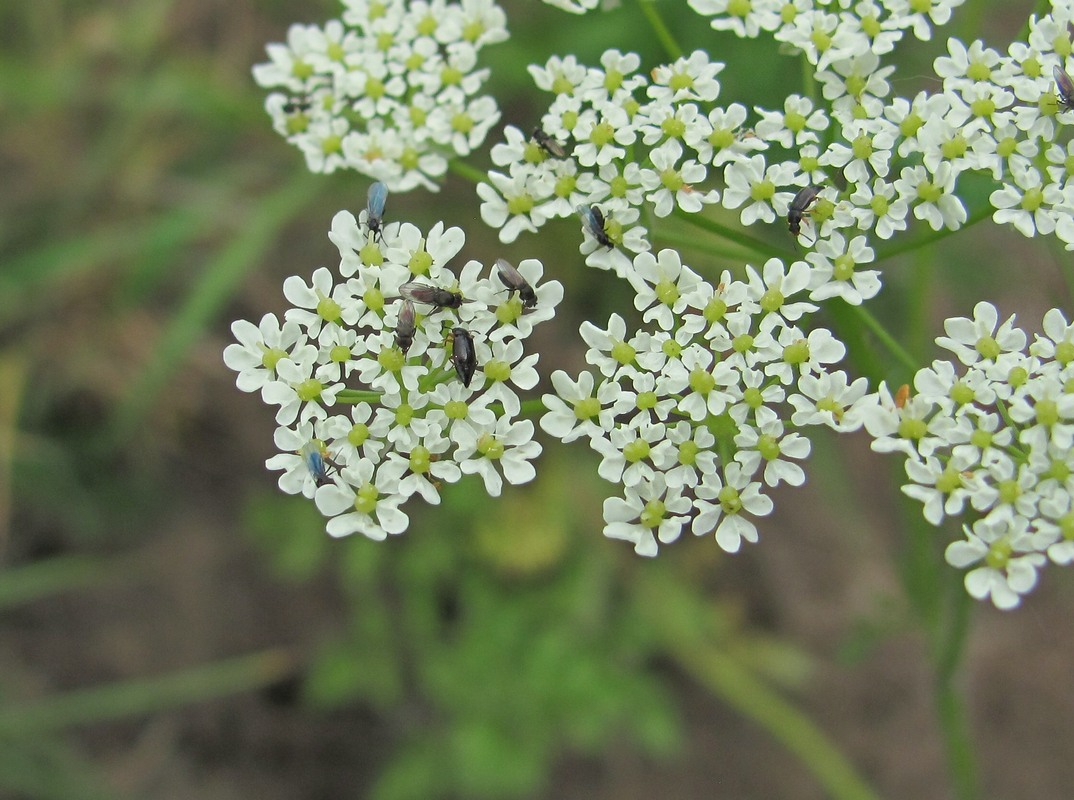 Изображение особи Chaerophyllum prescottii.