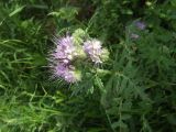 Phacelia tanacetifolia