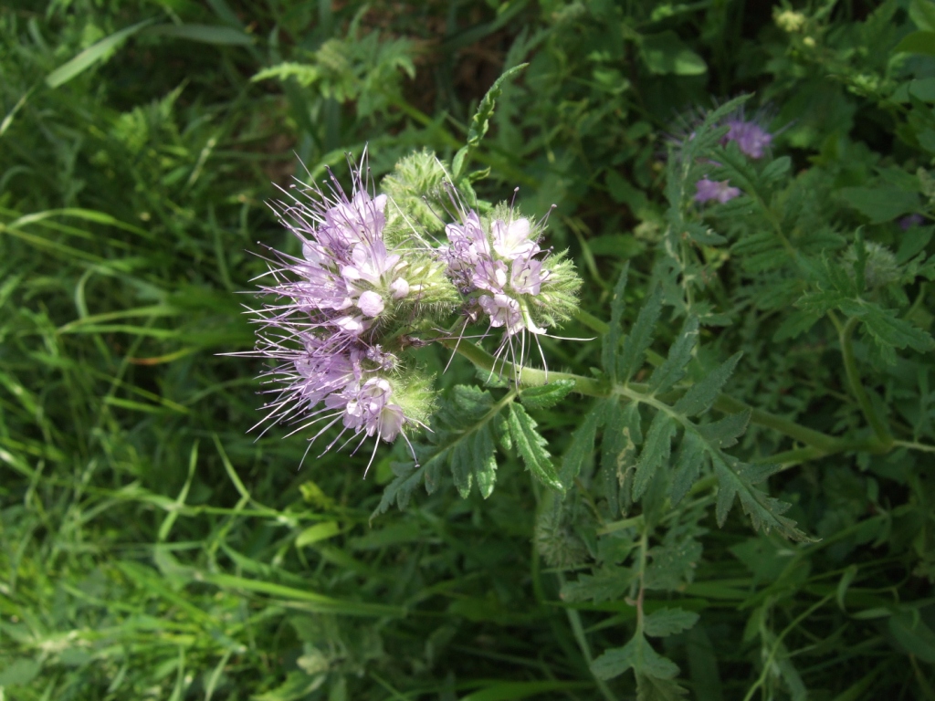 Image of Phacelia tanacetifolia specimen.