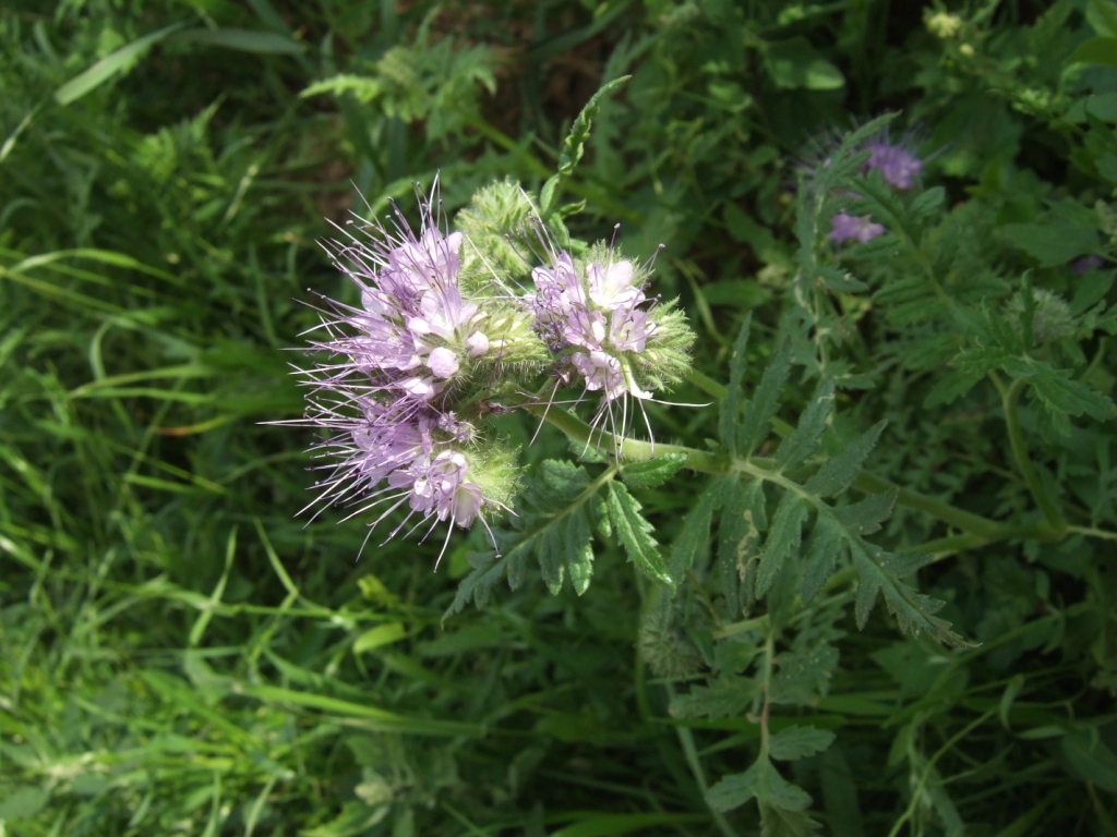 Изображение особи Phacelia tanacetifolia.