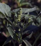 Cyclachaena xanthiifolia