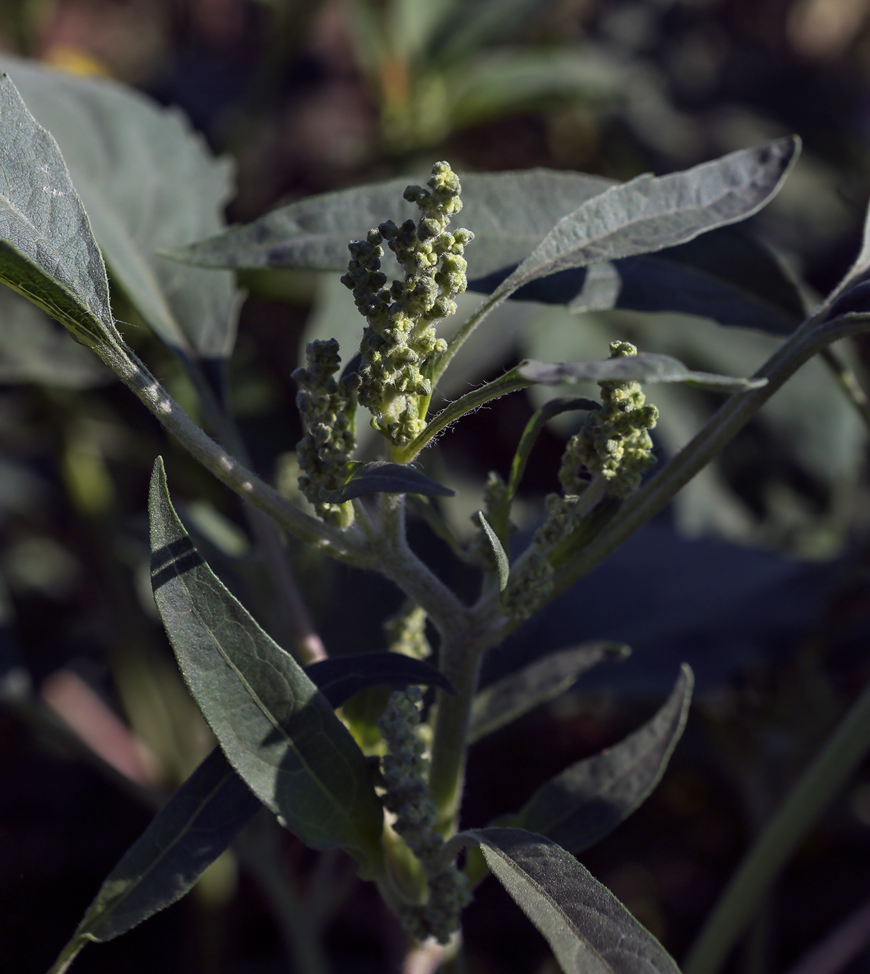 Image of Cyclachaena xanthiifolia specimen.