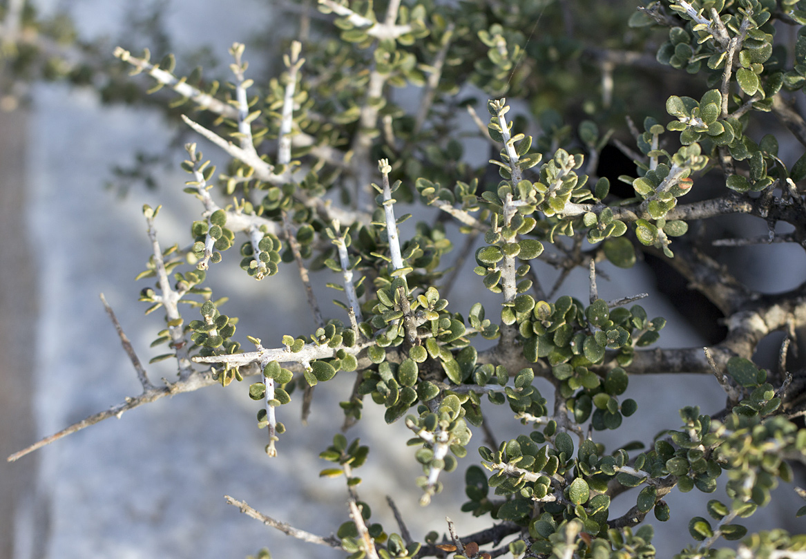 Image of Olea europaea var. sylvestris specimen.